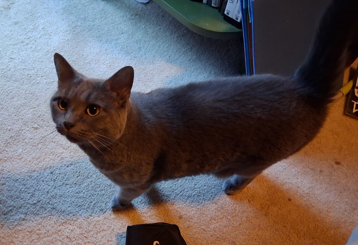 Ogiel23's tweet photo. Behold Pewter, thrice-proclaimed Scourge of Mice, Plucker of Sleeves, and Savage Huntress of That Which Crawls and Chirps. https://t.co/YIw8EbY0I8