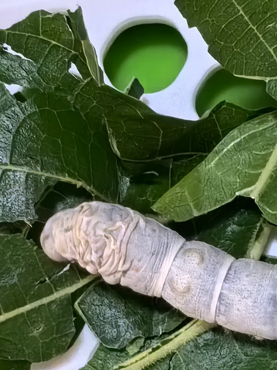 hyper_caro__de8's tweet photo. In the quiet countryside, I sat by the old stone mill with Lao Can, waiting for the silkworm moths that would soon emerge—what a peaceful, lovely day! https://t.co/yKKWU8L0wJ