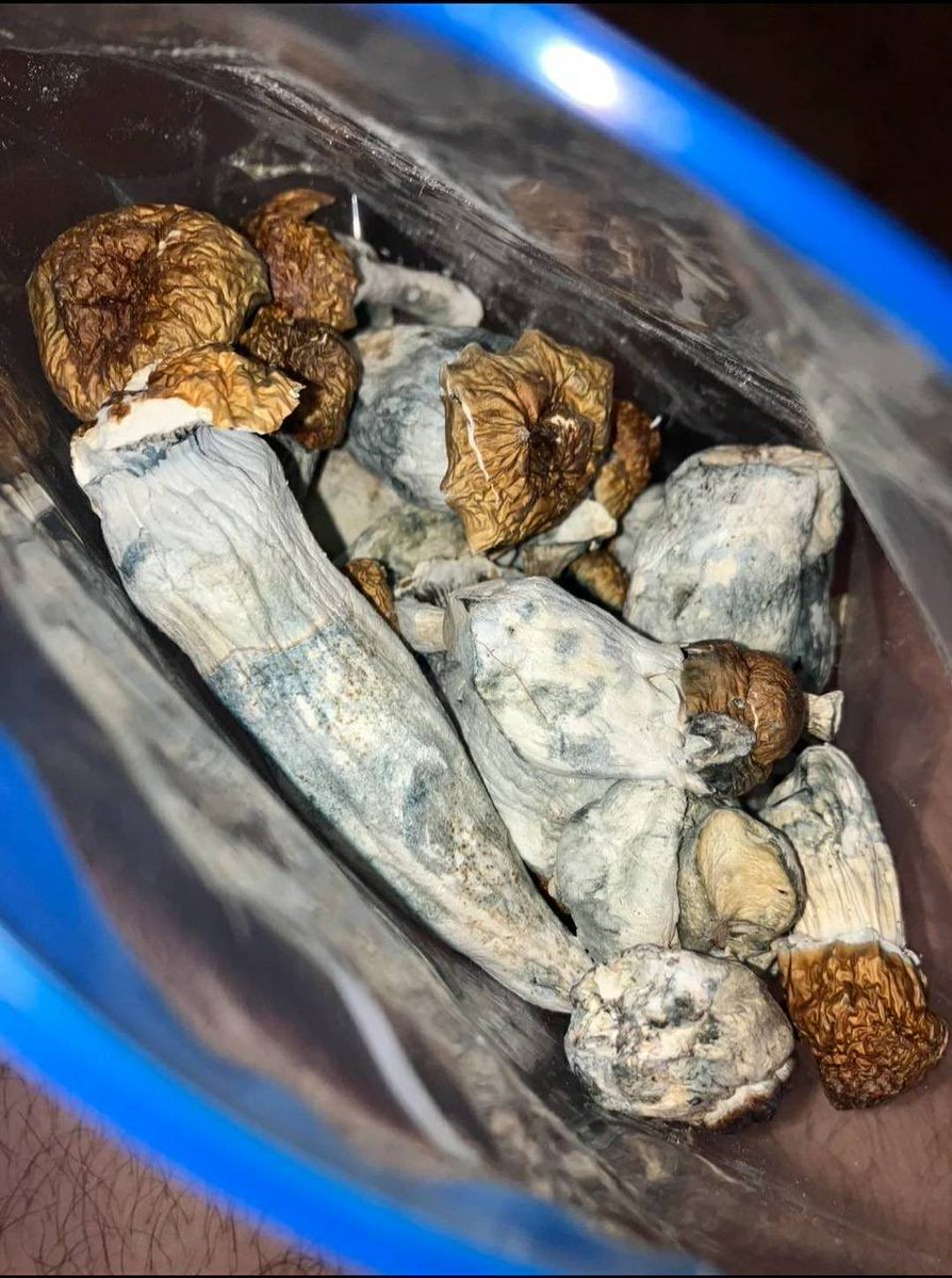 thghostwhowalks's tweet photo. Penis Envy head mushrooms dried 

#drugstwt #drugtwt #drugtw #drugstw https://t.co/vK6vtHHbt9