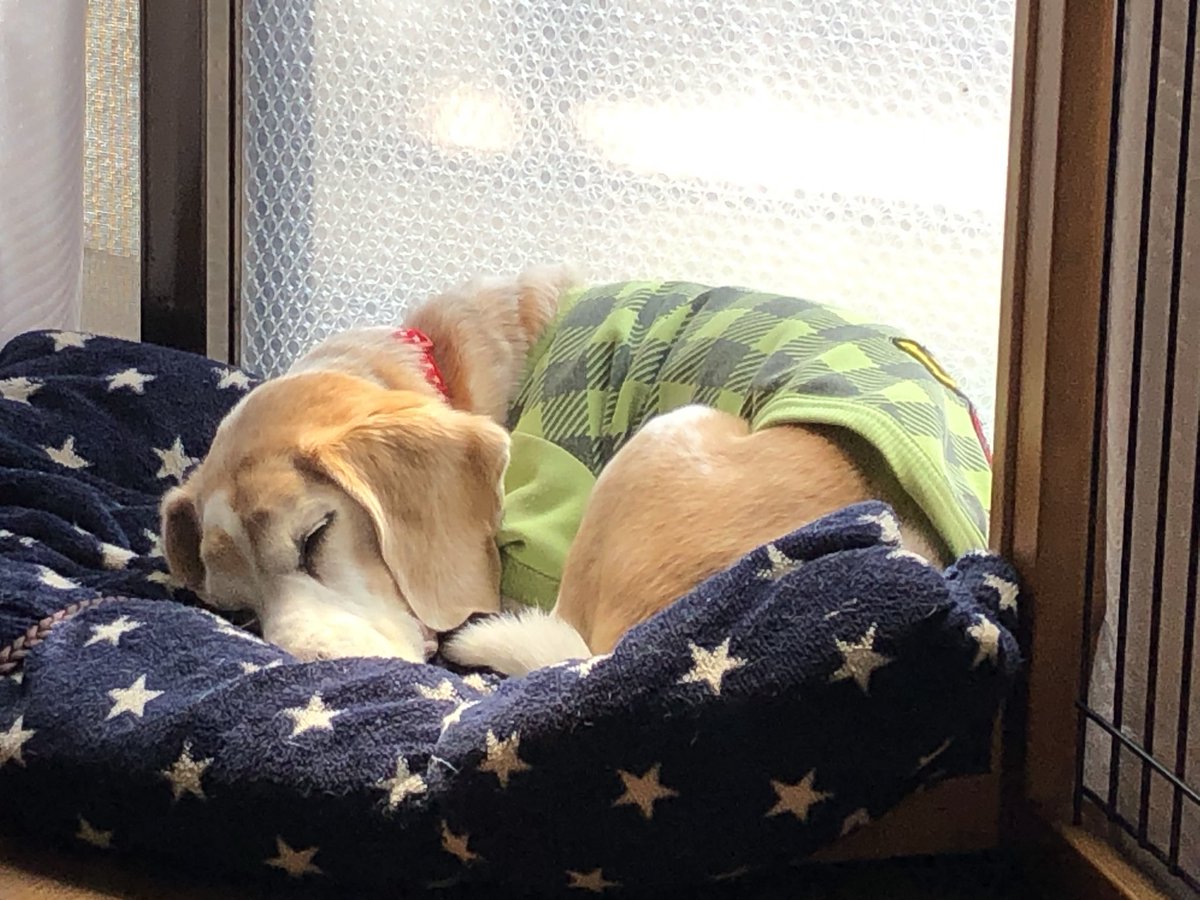 NavyBlue_Reika's tweet photo. おはようございます

9月も今日で終わりです。
レモンさん地方は今朝も雨の降る朝。金曜日頃からは晴れるとの予報ですがどうなるか。

今日もよろしくお願いします🙇‍♂️
#秘密結社老犬倶楽部天国支部 https://t.co/nuDgVD9ZhR