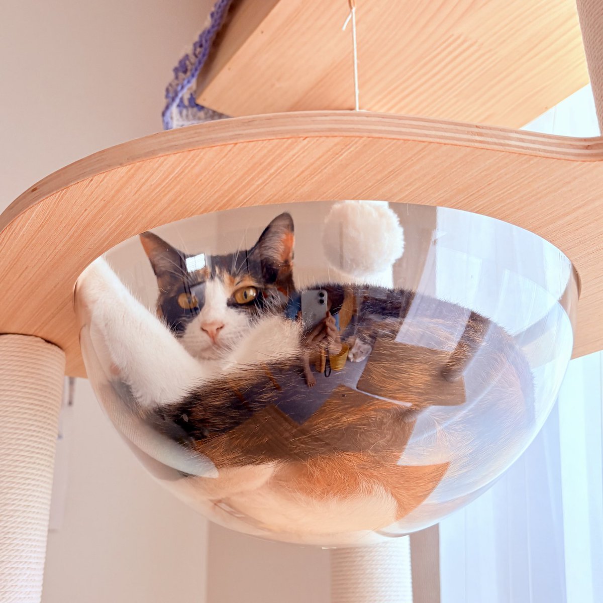 nekodepp's tweet photo. 下から
#三毛猫 https://t.co/XdKYClkAkS