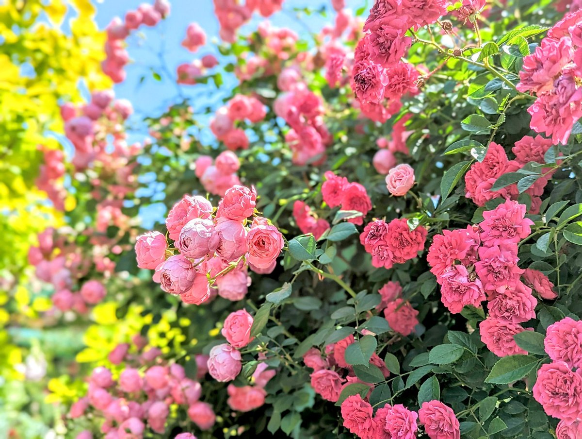 nearr_aaccount's tweet photo. *

大切な人と居られる時間は

永遠ではないから

一緒に居る時間は

優しい言葉と

柔らかな笑みで応えよう

今を宝物のような時間にするのは

この瞬間の自分の言動なのです

*

#ﾏﾕﾘ https://t.co/FQ2hQXxGRB