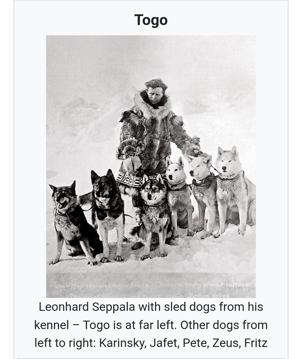 SethHellenbrand's tweet photo. @HawkEmDownChris Togo, with an honorable mention to his cousin Balto who took it the last leg. https://t.co/CTEo0eyOzd