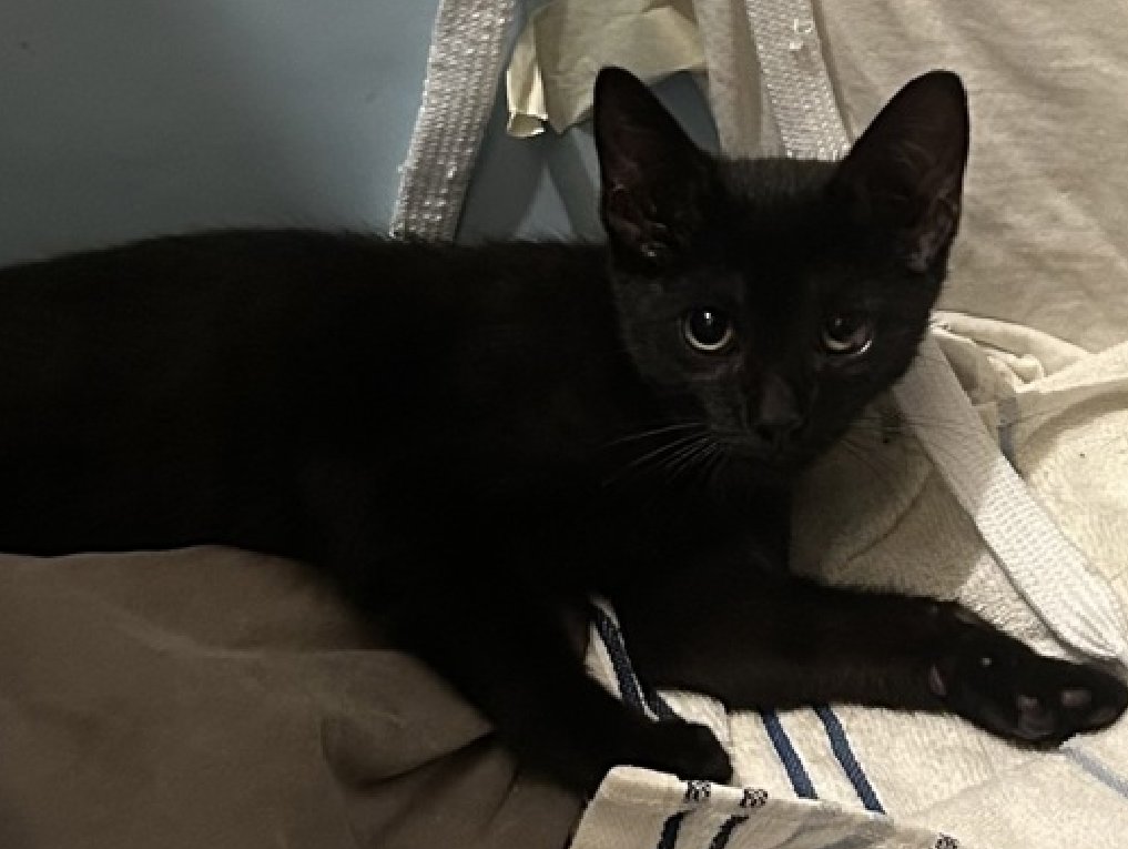 JLthekid9999's tweet photo. 🆘🆘 AMORA (ID 259450), 3-4 MONTH OLD, FEMALE – IN QUEENS ACC - came into the shelter as a stray on 7/11/2026.  🆘🆘 😿 😿 😿 😿

🆘🆘 UPDATE – UPDATE – POOR POOR AMORA- ADOPTION FELL THROUGH-  WAS RETURNED TO THE EPL ON 9/29/26 – LITERALLY ON BORROWED TIME NOW – BEYOND URGENT – LET’S HELP HER GET SAFE 🆘🆘

➡️TBD 10/1/26

➡️ ONLY A BABY – JUST BEGINNING LIFE

➡️ NEW HOPE PARTNER RESCUE ONLY

➡️ TOO LOW ON PLEDGES TO STIMULATE RESCUE INTEREST

➡️🆘🆘 4TH Chance on Emergency Placement List – BEYOND URGENT - NO ROOM IN SHELTER – WILL NOT BE GIVEN MUCH MORE TIME – VERY HIGH EU/SILENT KILL RISK – 🆘🆘 😱🔥🔥😱

➡️ 81 DAYS IN SHELTER – TOO LONG – TIME IS RUNNING OUT

➡️ AMORA IS ON THE EPL FOR BEHAVIORAL REASONS -She is not thriving in the care center and continues to display distance-increasing behavior when approached for interactions. She has not warmed up despite staff using treats to build a positive association. This designation often means that the cat will be given very little time for rescue/foster/adoption.🔥🔥🔥🔥

My foster writes: This gorgeous mini panther is looking for the right adopter who will provide a patient and stable home. This spicy tiny tiger is still in need of that breakthrough, where she learns that human hands are the source of a great many pleasures. She loves to eat, and she learned that I bring yummy things. She especially likes quality wet food, roast chicken and baby food. She is super energetic and loves to play with string toys that are pulled along and jiggled, I used twine and shoe laces. She loses herself, forgets she is afraid and rolls around, jumps and gets closer to me then she would otherwise. She is easy to love, so fierce and beautiful! I wish that she find that person who can get her to that place, where she accepts caressing, love and companionship and finds comfort. Thank you for loving her and taking the time, whoever you are. Amora tolerates attention and petting but may be fearful or stressed in the shelter, and may be intimidated by small children. She may be a little more independent, and may need time to warm up to her new home. ❤️ 😻❤️ 😻❤️ 😻

NEEDS OUT OF SHELTER ASAP –

Please RT or pledge, if you can, to save this little one.

@AdamsPaulGrimke
@mehser12

💔😿🙏Thank you