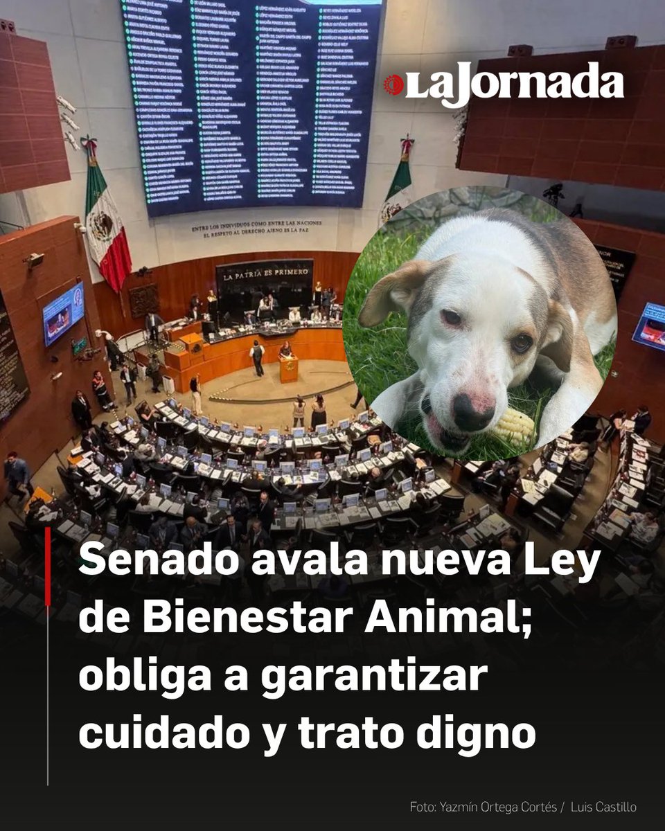 lajornadaonline's tweet photo. Casi por unanimidad, el Senado aprobó la nueva Ley General de Bienestar, Cuidado y Protección de los Animales, que prohíbe el maltrato y crueldad y obliga a garantizarles condiciones adecuadas de nutrición, salud, estado mental y buen trato por parte de sus dueños o cuidadores.

Se trata de la ley reglamentaria de la reforma constitucional que incluye, el registro nacional de animales de compañía y el padrón de personas infractoras, a fin de fortalecer la identificación,, vigilancia y aplicación de las nuevas normas. 

Lee la nota: https://t.co/BN9Rjr3IiB