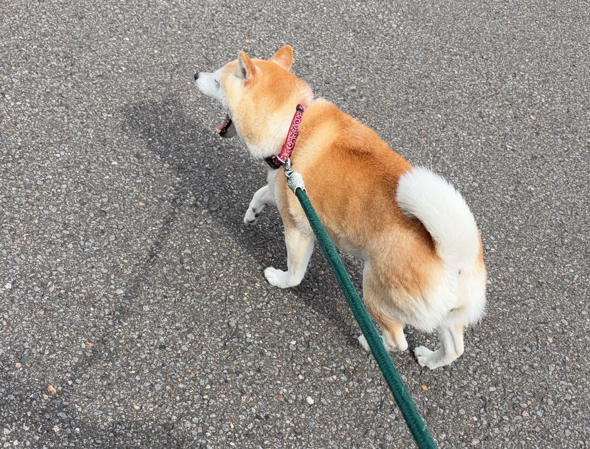 fruity_aoi's tweet photo. おはよぉ
今日は朝から起きてわんちゃんのお散歩とランニングしてきた！！
10キロ走りました✨ https://t.co/gRGCEz9LUt