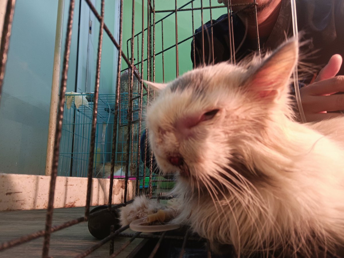 IAmGargantua's tweet photo. Ini video 4 tahun lalu. Waktu masih sehat. Kucing talent klinik izin pamit yah. Setelah sakit tumor Nasal semakin parah, semakin sulit untuk makan dan bernapas. Maka akhirnya kami putuskan untuk ditidurkan.

Iya, aku eksekutornya. Nangisnya abis denger suara jantung berdetak terakhirnya... Dokter senior waktu ngebungkus...