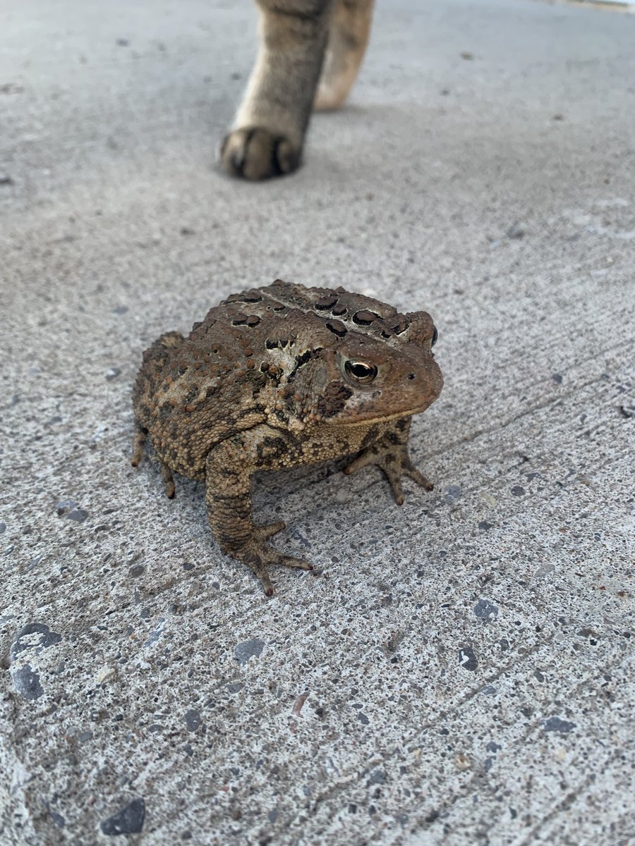 LadyyB1itz's tweet photo. Toadddd my cats were so freaked out by the little thing https://t.co/xEAFGu4jYp
