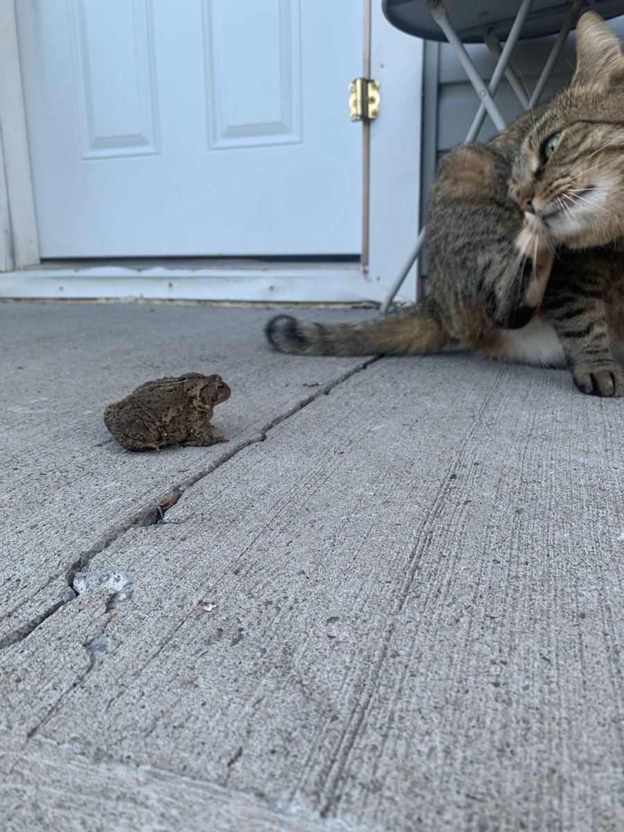 LadyyB1itz's tweet photo. Toadddd my cats were so freaked out by the little thing https://t.co/xEAFGu4jYp