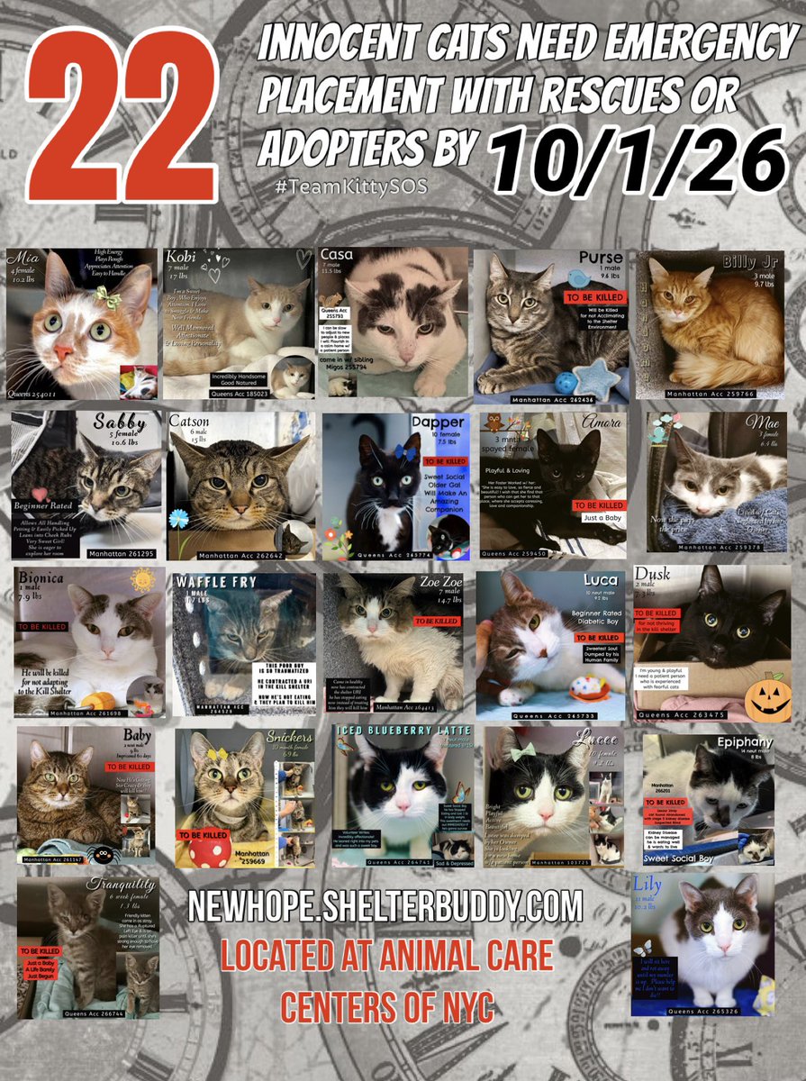 ngremmy's tweet photo. 🆘Please REPOST-adopt-foster🆘

*22* innocent lives are on the “emergency placement” list at NYC AC&amp;C and need out of the shelter by 12 NOON 10/1!

#TeamKittySOS
https://t.co/TjtKzyEPaj https://t.co/WNplKhs8ZX