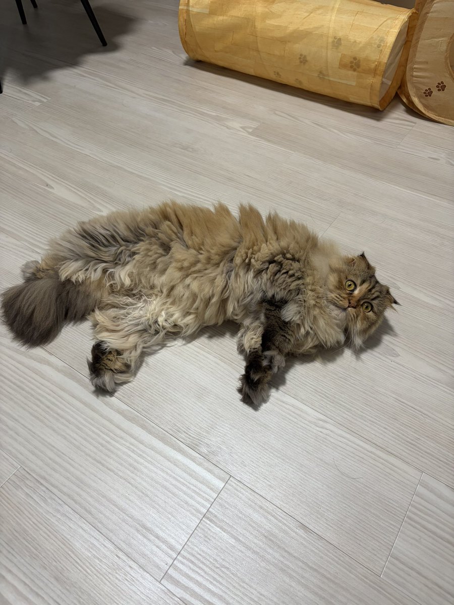emo_take's tweet photo. 初見の人にお腹触られても許す人懐っこいメスガキ https://t.co/YRM3VA6syQ