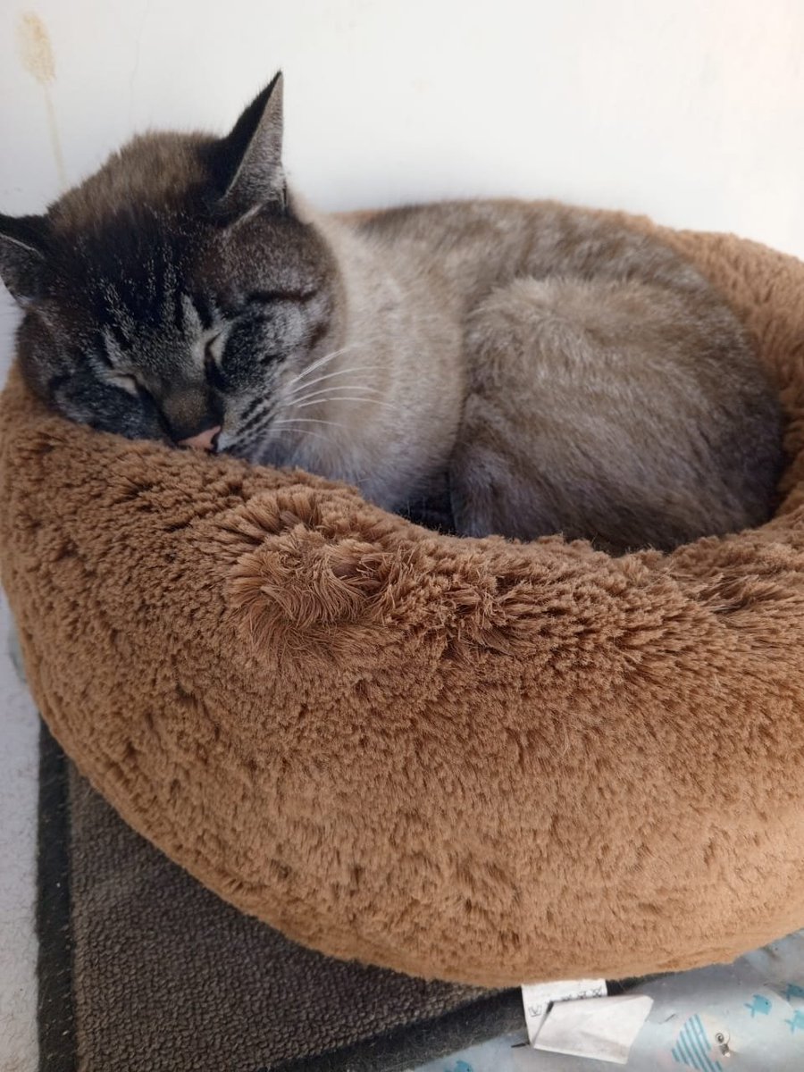 lganzzx's tweet photo. Até o Gnar já dormiu e eu aqui, sem sono. Também, ele não pensa no futuro, nem pensa no passado, não sofre por decepções amorosas, só miau miau 🐱🐾 https://t.co/2JF8eOTskU