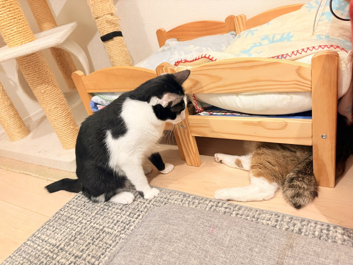 Luna_runa1's tweet photo. 9/28はミクと初対���記念日！

もう1年経ったね！
一生ヤンチャな子猫で居て欲しいけど…💦

ずっと一緒に居ようね♬ https://t.co/OwZwZPqDWP