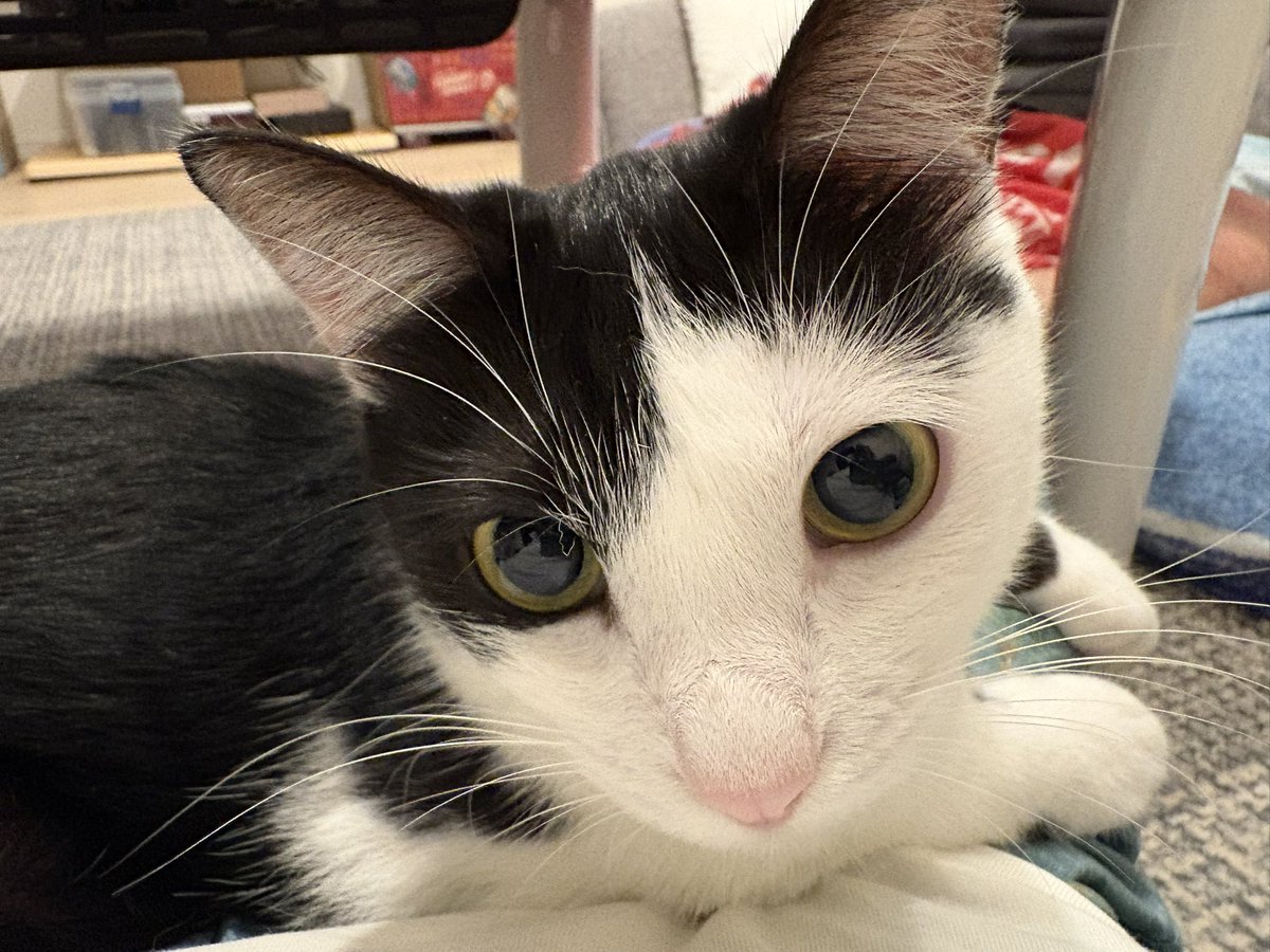 Luna_runa1's tweet photo. 9/28はミクと初対���記念日！

もう1年経ったね！
一生ヤンチャな子猫で居て欲しいけど…💦

ずっと一緒に居ようね♬ https://t.co/OwZwZPqDWP