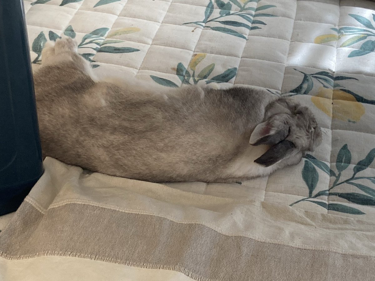 sekine460's tweet photo. まだまぁ暑いねー🐰
お世話係はクーラー入れて仕事へ
#ウサギ
#うさぎ https://t.co/iK5kTsaaAu