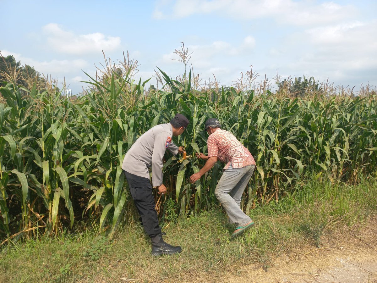 HumasKepanjen's tweet photo. Pengecekan lahan jagung di Ds Kuwolu, Kec Bululawang, Kab Malang guna mendukung program ketahanan pangan demi mewujudkan Swasembada Pangan Negara RI.#astacita #ketahananpanganpoldajatim #ssdmpolri #divhumaspolri #birosdmpoldajatim #bidhumaspoldajatim #polresmalang https://t.co/6CBzf0enqh