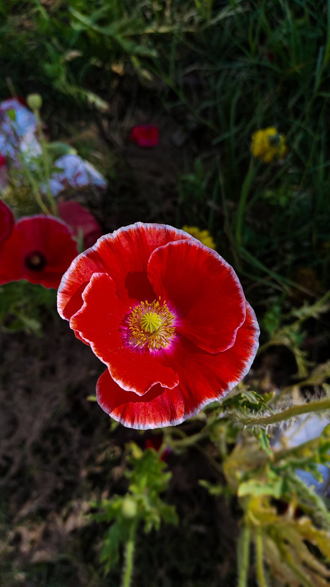 rahulshabd's tweet photo. खसखस के फूल....
#poppyflower #flower #phool https://t.co/dHv8SdjURy