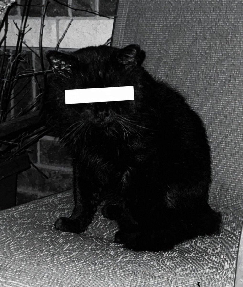 RetiredEboy's tweet photo. my cat (white bar for anonymity) https://t.co/HRvjpKLIw8