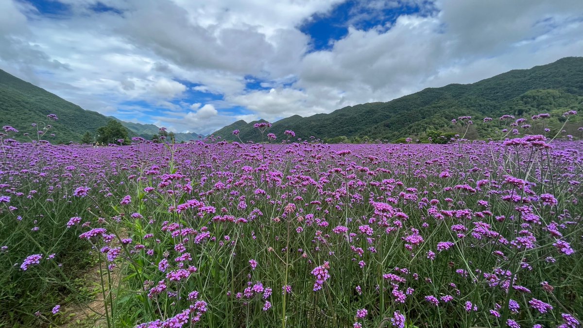 Jjj01318416's tweet photo. Whoa, the mossy paths, flat lawn, green waters and purple blossoms here are such a hidden gem—perfect little nature vibe to share https://t.co/AAIGv45fAW