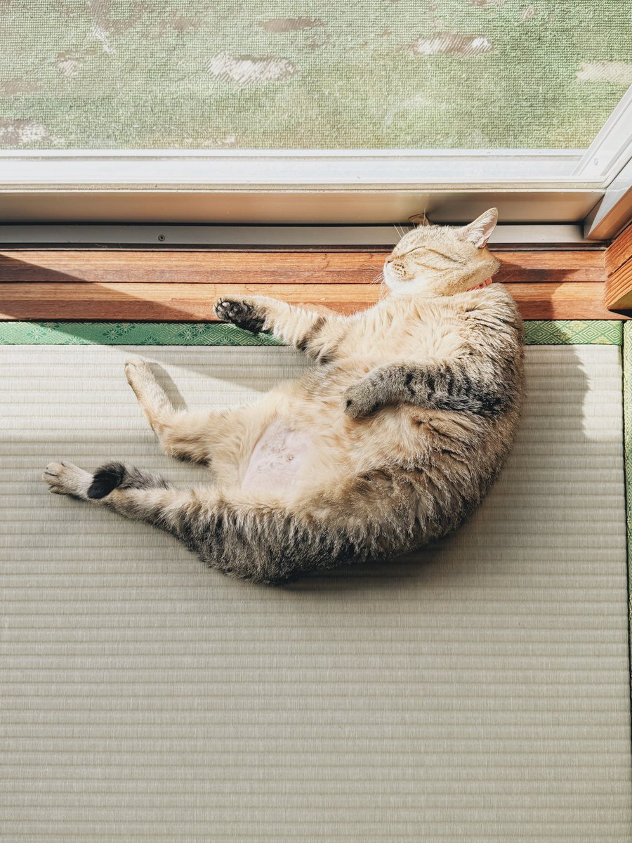 __Spica0's tweet photo. 本日の落ちてる猫です https://t.co/8O1XF2xg2U