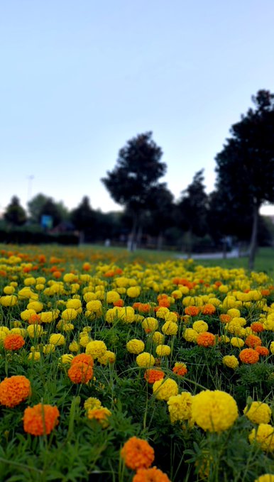 A field of vibrant orange and yellow marigold flowers stretching toward a background of dark green trees under a clear pale blue sky.
