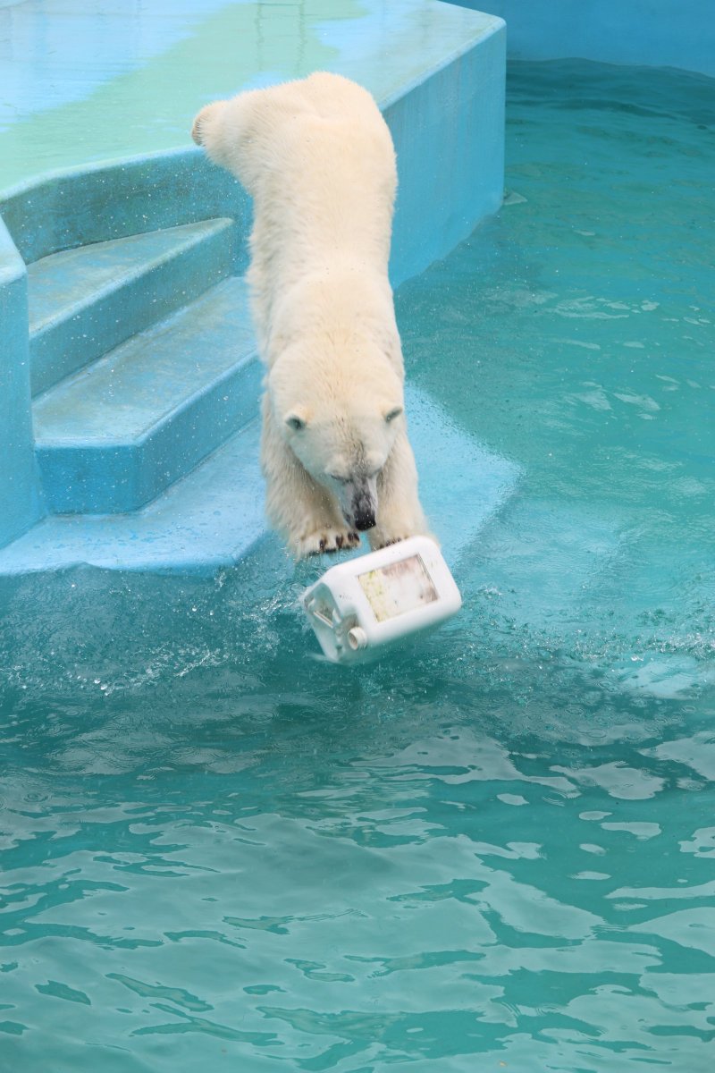 ajg3541's tweet photo. 思い出のミルクです。
オモチャに向かって飛び込みです。
＃釧路市動物園
＃ホッキョクグマのミルク https://t.co/fMZQAyslGU