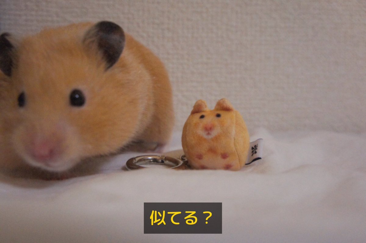 softthumbnailjp tweet picture