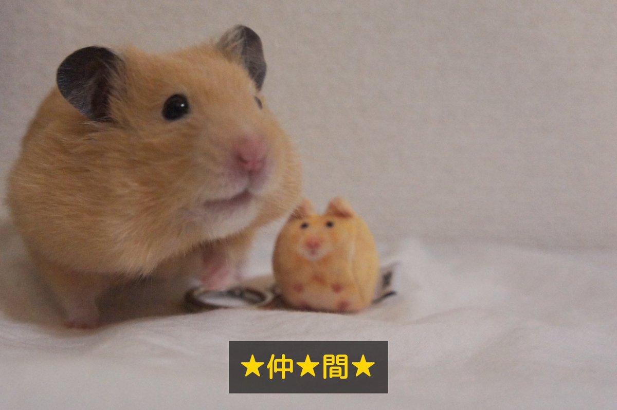 softthumbnailjp tweet picture