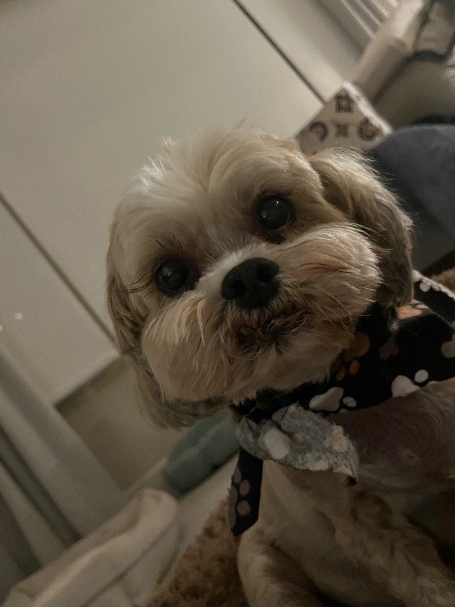 tej_jet1011's tweet photo. This dog is fucked up bruh. Little boy. https://t.co/JrY2dWvRBq