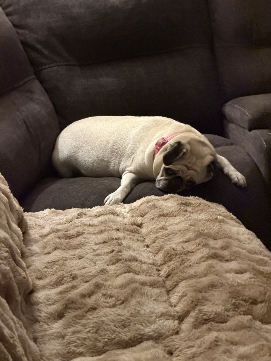 ChattyHouse's tweet photo. Even Lola knows this is hot garbage from the @Cubs smh #comeonman https://t.co/9X6nChz8cG