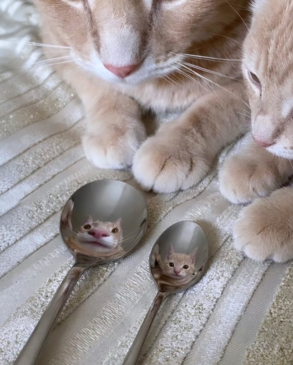catslovings1's tweet photo. https://t.co/LoDOjJ82WU