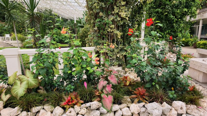 A lush indoor garden featuring a variety of green plants, red flowers, and caladiums arranged around rocks under a glass roof structure.