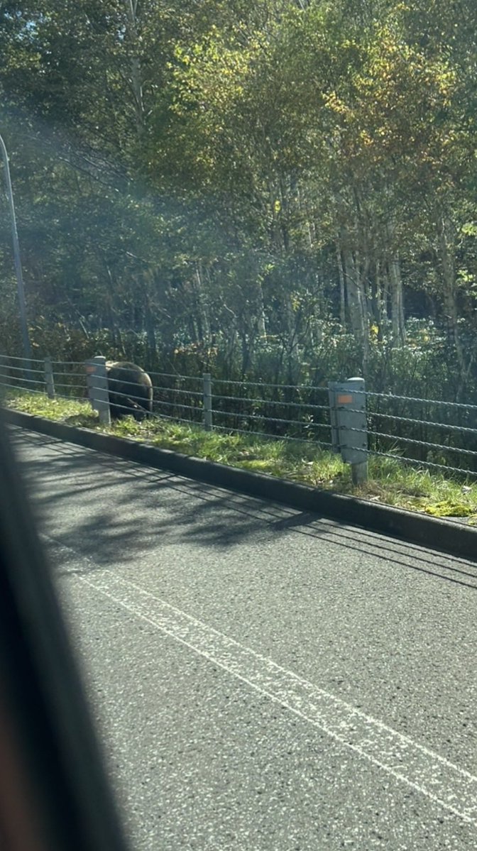 hydune1085's tweet photo. 定山渓温泉を越えて、中山峠の道の駅を通過して、かなり下った先で何やら黒くて大きな物体がフェンス付近にいるのを発見💡

鹿か？と思って減速して、よーく見てみたら熊がウロウロと歩いてました！

急だったので、助手席のミカちゃんがどうにか後ろ姿を激写！！！

こ…怖い…😱 https://t.co/M0x6aYjiYu