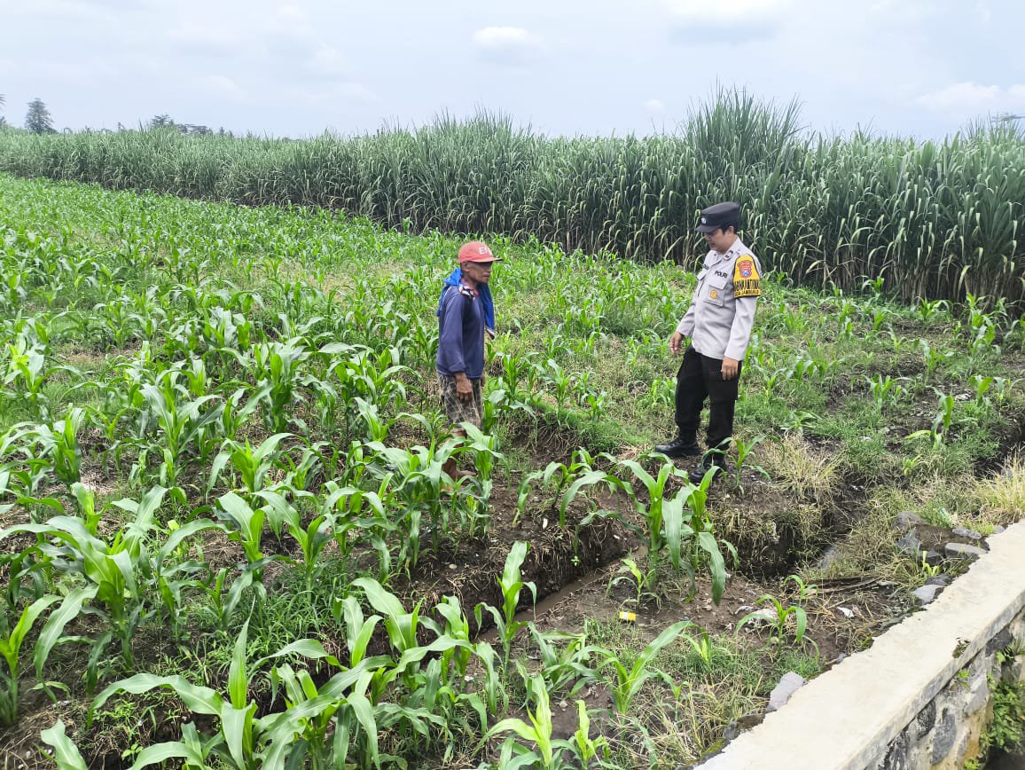 HumasKepanjen's tweet photo. Aiptu Kukuh Johan Wahyudi Bhabinkamtibmas Ds Jambearjo laksanakan pengecekan lahan jagung di Ds Jambearjo, Kec Tajinan, Kab Malang guna mendukung program ketahanan pangan https://t.co/AeuOBZO7tA