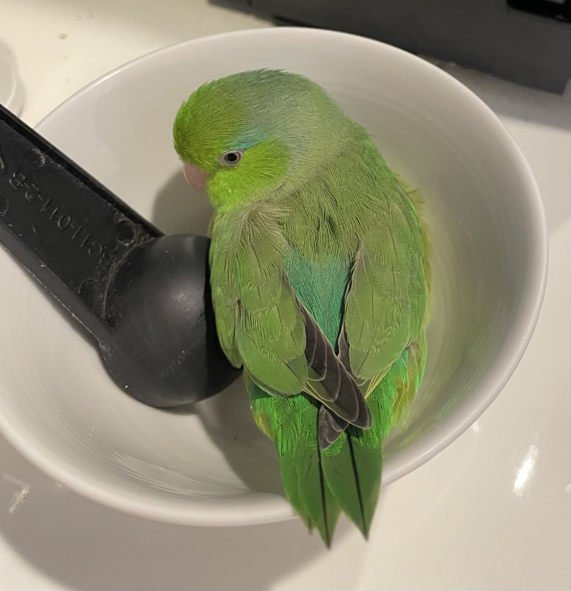 Omusubi135's tweet photo. 【まだ探しています】

千里中央から離れた地域の方にも、お願いです。🐦‍⬛🌱
#迷子鳥 #マメルリハ #拡散希望

ニーコを迷子にしてしまってから今日でちょうど一カ月です。

当日の2026/8/30午後2時、近隣の豊中観測所では、南西から北東へ向かう風が平均3.3m/sで観測されていました。同じ風に乗って1時間飛び続けたと仮定すると、計算上は約12kmになります。

実際の移動距離や行き先は分かりませんが、遠くへ移動した可能性も考え、広い範囲で情報を探しています。最近も京都市で迷子になったインコが、翌日に宇治市で保護されたという投稿を見かけました。

もし、ニーコに似た子を保護してくださった方がいらっしゃいましたら、どうかご連絡ください。警察への届出をされていなくても、怒ったり責めたりするつもりはありません。助けてくださったことに感謝しています。

保護した時期や場所、現在の写真など、分かる範囲でDMから教えていただけると助かります。「似た子を見かけた」「知り合いが保護している」といった情報もお待ちしています。

迷子にしてしまったことを今も悔やみ、自分たちを責めています。それでももう一度、ニーコに会いたいです。

離れた地域の方にも届くよう、拡散にご協力いただけるとありがたいです✨
