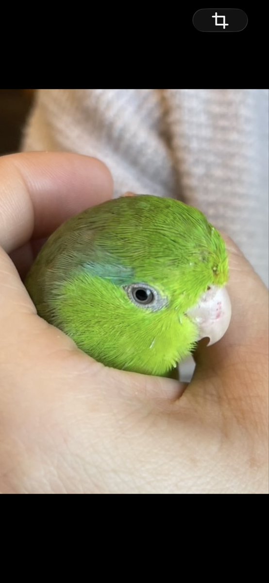 Omusubi135's tweet photo. 【まだ探しています】

千里中央から離れた地域の方にも、お願いです。🐦‍⬛🌱
#迷子鳥 #マメルリハ #拡散希望

ニーコを迷子にしてしまってから今日でちょうど一カ月です。

当日の2026/8/30午後2時、近隣の豊中観測所では、南西から北東へ向かう風が平均3.3m/sで観測されていました。同じ風に乗って1時間飛び続けたと仮定すると、計算上は約12kmになります。

実際の移動距離や行き先は分かりませんが、遠くへ移動した可能性も考え、広い範囲で情報を探しています。最近も京都市で迷子になったインコが、翌日に宇治市で保護されたという投稿を見かけました。

もし、ニーコに似た子を保護してくださった方がいらっしゃいましたら、どうかご連絡ください。警察への届出をされていなくても、怒ったり責めたりするつもりはありません。助けてくださったことに感謝しています。

保護した時期や場所、現在の写真など、分かる範囲でDMから教えていただけると助かります。「似た子を見かけた」「知り合いが保護している」といった情報もお待ちしています。

迷子にしてしまったことを今も悔やみ、自分たちを責めています。それでももう一度、ニーコに会いたいです。

離れた地域の方にも届くよう、拡散にご協力いただけるとありがたいです✨