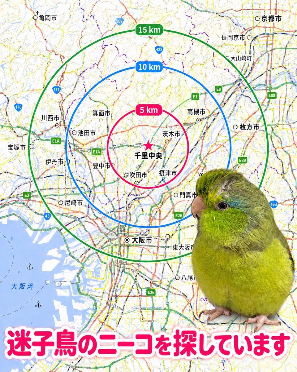 Omusubi135's tweet photo. 【まだ探しています】

千里中央から離れた地域の方にも、お願いです。🐦‍⬛🌱
#迷子鳥 #マメルリハ #拡散希望

ニーコを迷子にしてしまってから今日でちょうど一カ月です。

当日の2026/8/30午後2時、近隣の豊中観測所では、南西から北東へ向かう風が平均3.3m/sで観測されていました。同じ風に乗って1時間飛び続けたと仮定すると、計算上は約12kmになります。

実際の移動距離や行き先は分かりませんが、遠くへ移動した可能性も考え、広い範囲で情報を探しています。最近も京都市で迷子になったインコが、翌日に宇治市で保護されたという投稿を見かけました。

もし、ニーコに似た子を保護してくださった方がいらっしゃいましたら、どうかご連絡ください。警察への届出をされていなくても、怒ったり責めたりするつもりはありません。助けてくださったことに感謝しています。

保護した時期や場所、現在の写真など、分かる範囲でDMから教えていただけると助かります。「似た子を見かけた」「知り合いが保護している」といった情報もお待ちしています。

迷子にしてしまったことを今も悔やみ、自分たちを責めています。それでももう一度、ニーコに会いたいです。

離れた地域の方にも届くよう、拡散にご協力いただけるとありがたいです✨