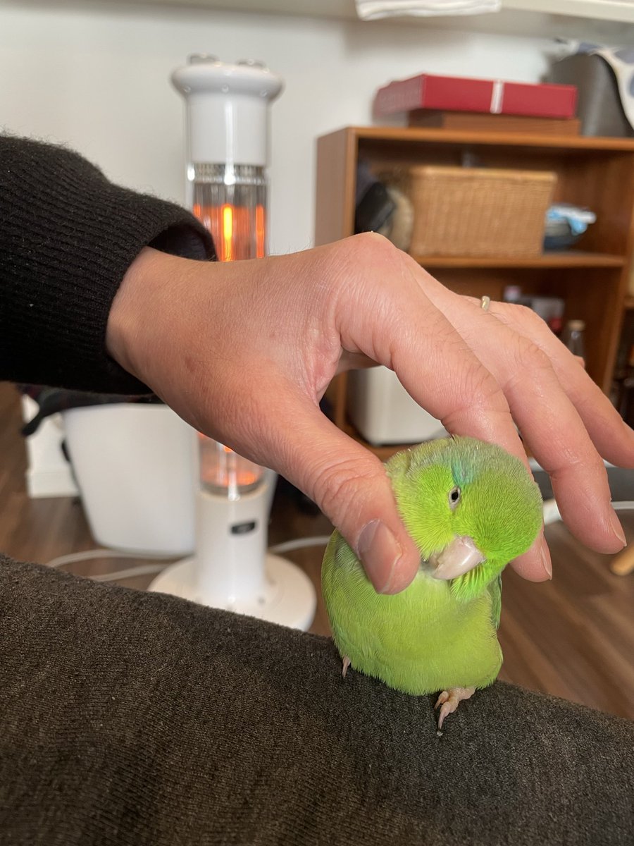 Omusubi135's tweet photo. 【まだ探しています】

千里中央から離れた地域の方にも、お願いです。🐦‍⬛🌱
#迷子鳥 #マメルリハ #拡散希望

ニーコを迷子にしてしまってから今日でちょうど一カ月です。

当日の2026/8/30午後2時、近隣の豊中観測所では、南西から北東へ向かう風が平均3.3m/sで観測されていました。同じ風に乗って1時間飛び続けたと仮定すると、計算上は約12kmになります。

実際の移動距離や行き先は分かりませんが、遠くへ移動した可能性も考え、広い範囲で情報を探しています。最近も京都市で迷子になったインコが、翌日に宇治市で保護されたという投稿を見かけました。

もし、ニーコに似た子を保護してくださった方がいらっしゃいましたら、どうかご連絡ください。警察への届出をされていなくても、怒ったり責めたりするつもりはありません。助けてくださったことに感謝しています。

保護した時期や場所、現在の写真など、分かる範囲でDMから教えていただけると助かります。「似た子を見かけた」「知り合いが保護している」といった情報もお待ちしています。

迷子にしてしまったことを今も悔やみ、自分たちを責めています。それでももう一度、ニーコに会いたいです。

離れた地域の方にも届くよう、拡散にご協力いただけるとありがたいです✨