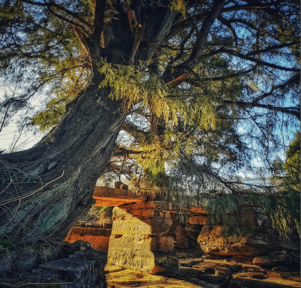 summerly777777's tweet photo. The ancient cypress stands firm on the mountain, and even the arid years can't stop its quiet story. https://t.co/3hMkEPPHbu
