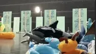 GayNoumena's tweet photo. like yeah i'd recognize the intex orca anywhere, classic starter for pooltoy furries and well-recognized in those circles to this very day. absolutely iconic.

i know this because i had one (and technically still do but its at the bottom of a box in my shed right now). https://t.co/O4h2Qtadgf