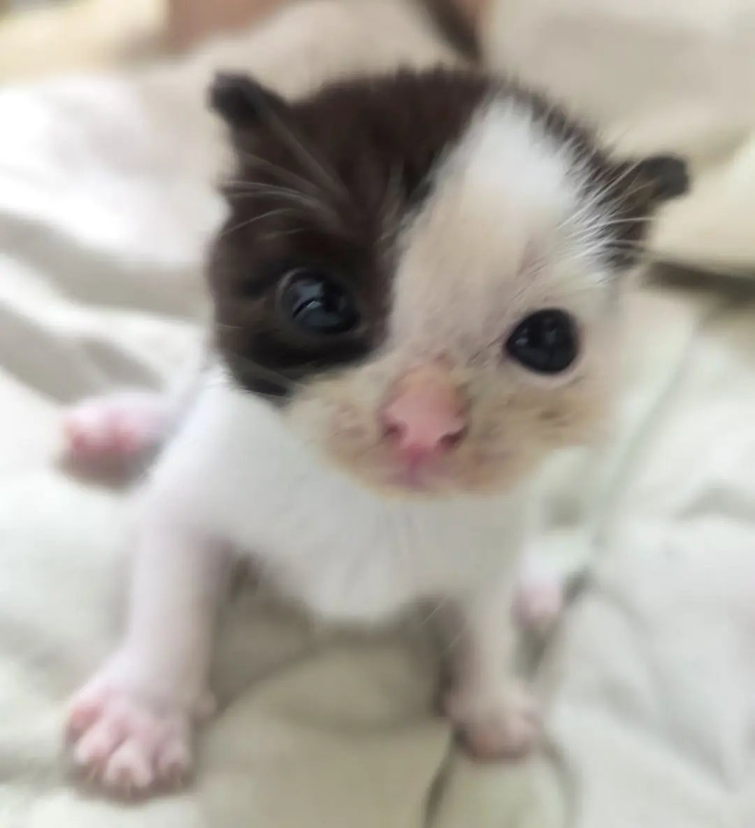 catsloversclubx's tweet photo. “Please be patient, I’m new here.” 🐱❤️ https://t.co/iunWBzc6nw