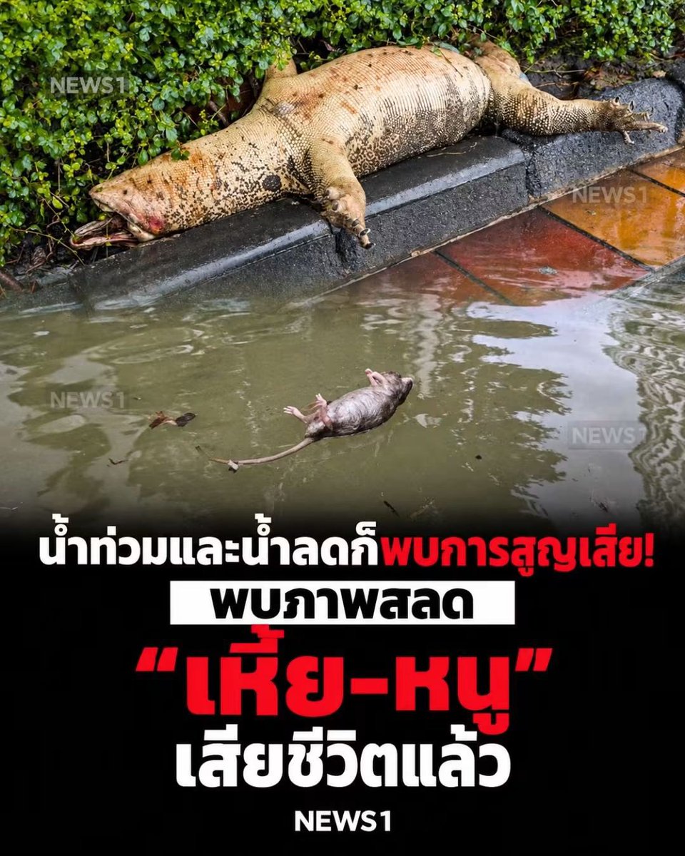 PochKrub's tweet photo. เหี้ย แล้ว หนู ตายแล้ว ❗❗❗
#น้ำท่วม https://t.co/6gHxVNwVjK