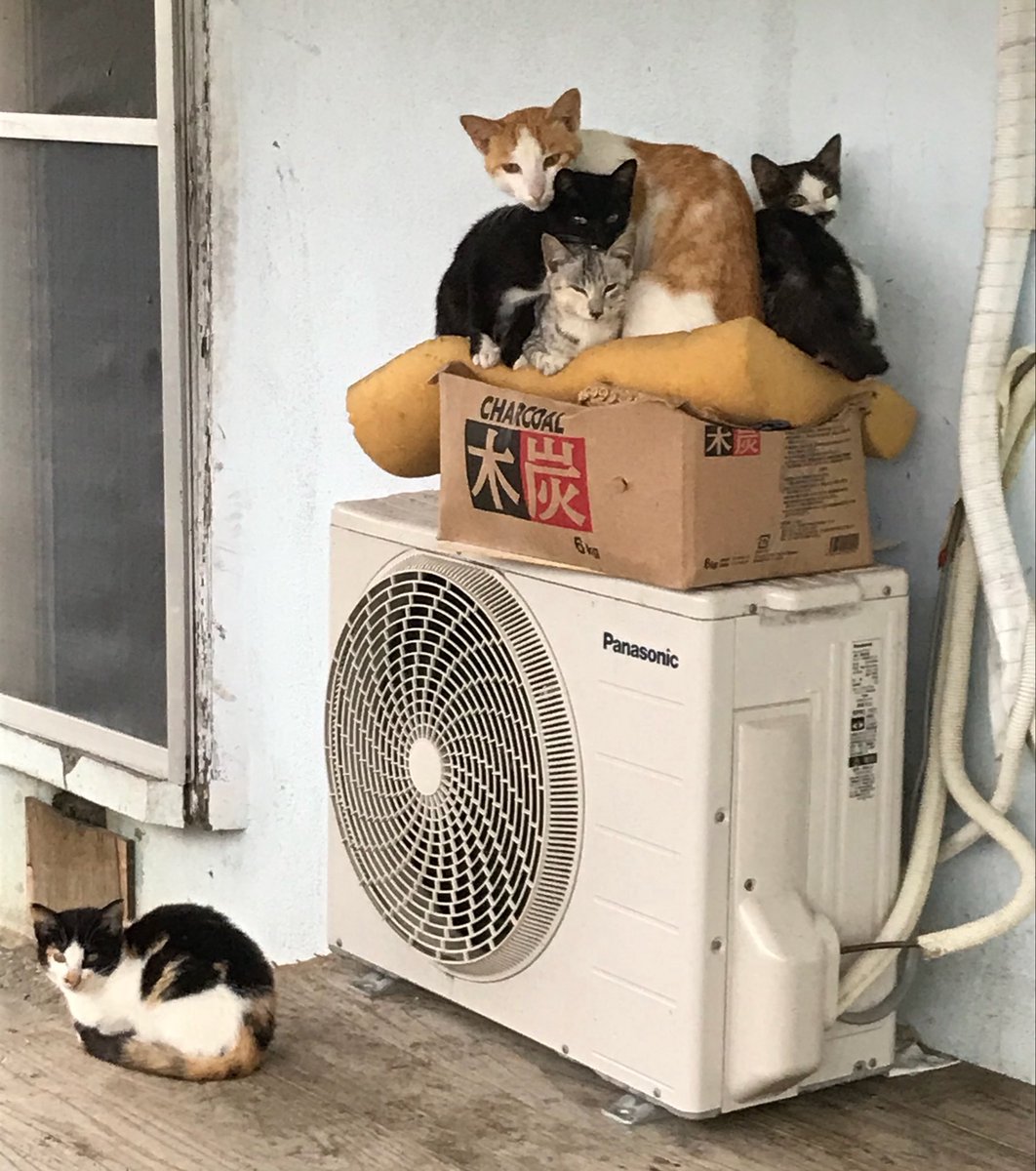yonaguni_kanko's tweet photo. 与那国島と猫のために
一斉手術後も猫を増やさない仕組みづくりのためネクストゴール挑戦中です🐈

あるお宅では猫25匹いて
👩「手術は２匹だけでいい」

外で猫を飼うあるお宅では
👨「うちのメスは妊娠しない」

仕組みづくり大切です‥

ちゅら猫さんに感謝🙏
今夜11時迄

https://t.co/rsXMoZGJMH https://t.co/a30Gd19DyC
