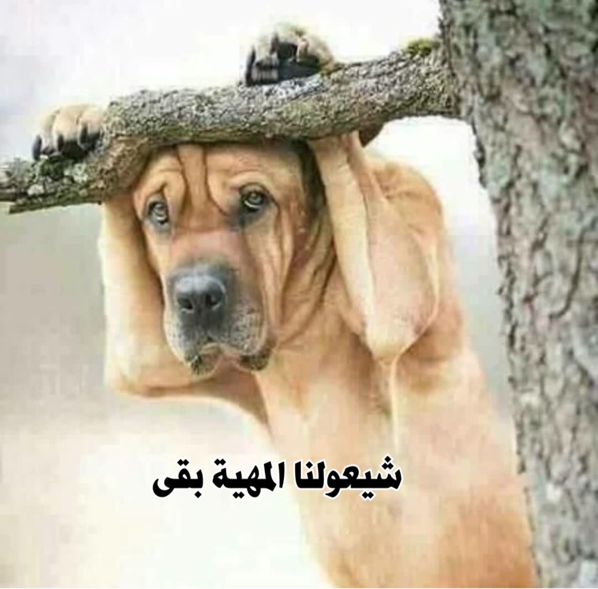 7omous1's tweet photo. صباح الخير https://t.co/T3Bk9lNIuK