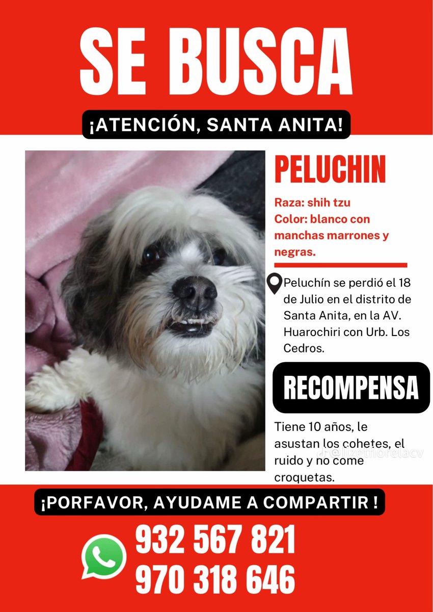 danegamez's tweet photo. Se perdió hace 2 meses en Santa Anita , Lima.
Ayudemos a la familia de Peluchín a encontrarlo.
Tu RT hace la diferencia 🙏🙏🙏🙏 https://t.co/H4FaDxfeAl