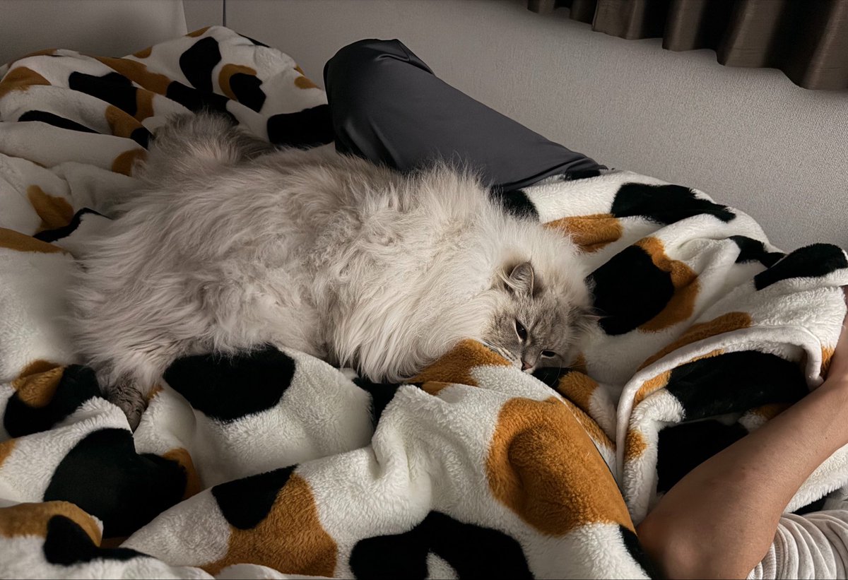 neko11eleven's tweet photo. こっそり一緒に寝てる（ちちぶん爆睡中） https://t.co/7nDz0qzE1N