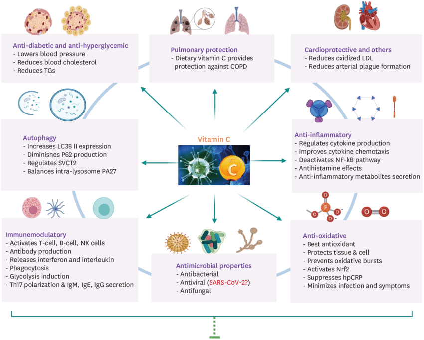 jack_schroder_'s tweet photo. Vitamin C (ascorbate) is 30x higher inside neutrophils than blood; and up to 100-200x higher inside neutrophils when activated;  it's also up to 70x higher inside lymphocytes than blood; and 60x higher inside monocytes than blood. 

If you're an immunosuppressed individual with a low WBC profile on a blood test (or even low CD4+ and CD8+ on a more advanced profile) and have symptoms of chronic fatigue, pain, brain fog, excess weight loss, and frequent infections that won't budge. Then you MUST ensure you get sufficient vitamin C.

To further add to this list; vitamin B1, B2, B3, B6, B9, B12, A, D, E, copper, zinc, chloride, selenium, magnesium, zinc, arginine, heme iron, glutathione are all fundamental to the immune response. You must ensure you get all of these in sufficient amounts for optimal immune health.

Medicinal mushrooms (Reishi, Chaga, Turkey tail) or herbs like Astragalus and Echinacea help strengthen the immune response. Turmeric, Ginger, Black seed oil, and other immunomodulating and anti-inflammatory herbs help keep the immune response in check so it doesn't tip overboard. Sunlight exposure with sufficient darkness at night, alongside the avoidance of artificial light + nnEMFs helps regulate the balance between innate and adaptive immune responses.

I could keep going, but this post was meant to only be about vitamin C. Supplement if necessary, preferably whole food C, otherwise ascorbic acid is still good. Food-first-approach with various plant foods being the best sources (besides adrenal glands).