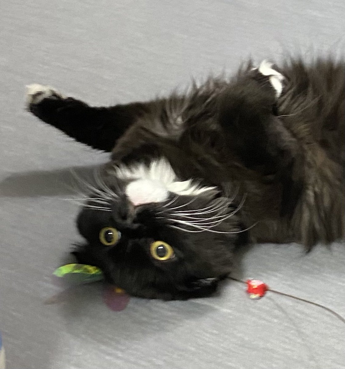 unagineko_una's tweet photo. 2番目に知能が高いはずの猫ちゃん https://t.co/PLVBmiytWz