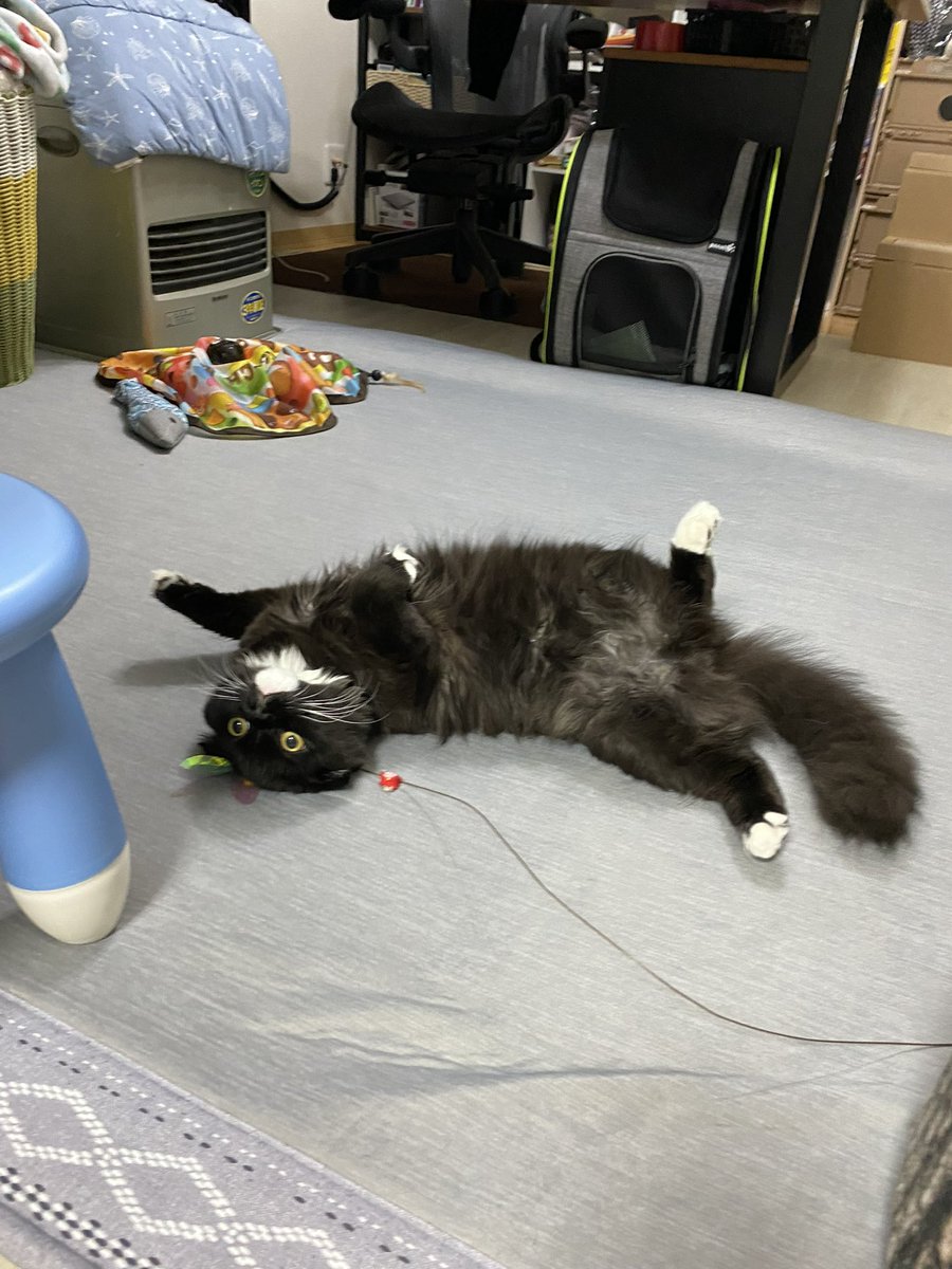unagineko_una's tweet photo. 2番目に知能が高いはずの猫ちゃん https://t.co/PLVBmiytWz