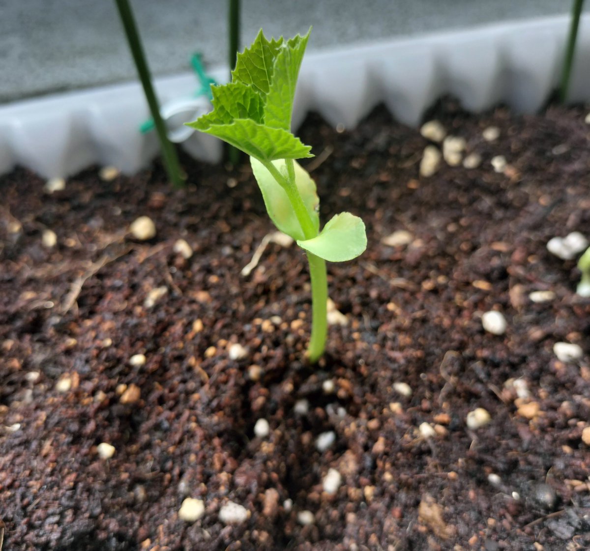 ruby_mono7's tweet photo. #Ueki_plants
今月2回目！🎉ゴーヤの種を育てていますが、成長が早くて驚きです。

(1枚目)種を水につけて1週間
パックンみたいになりました。
(2枚目)プランター2日目
子葉からもう葉っぱが！
(3枚目)プランター5日目
直径5cmの葉に成長
(4枚目)プランター7日目
草丈15cm！早くもツルが出ました👀 https://t.co/FaskuySoVo
